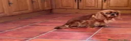 Cavalier King Charles Spaniel dogs for sale: 2 Cavalier Ruby Males - Advert 6