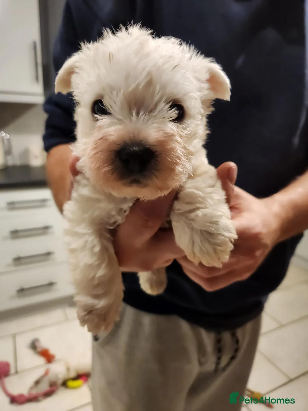 West Highland Terrier dogs for sale: Westie puppies one girl left  - Advert 1