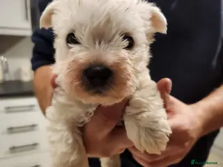 West Highland Terrier dogs West Highland White Terrier puppies - Advert 12