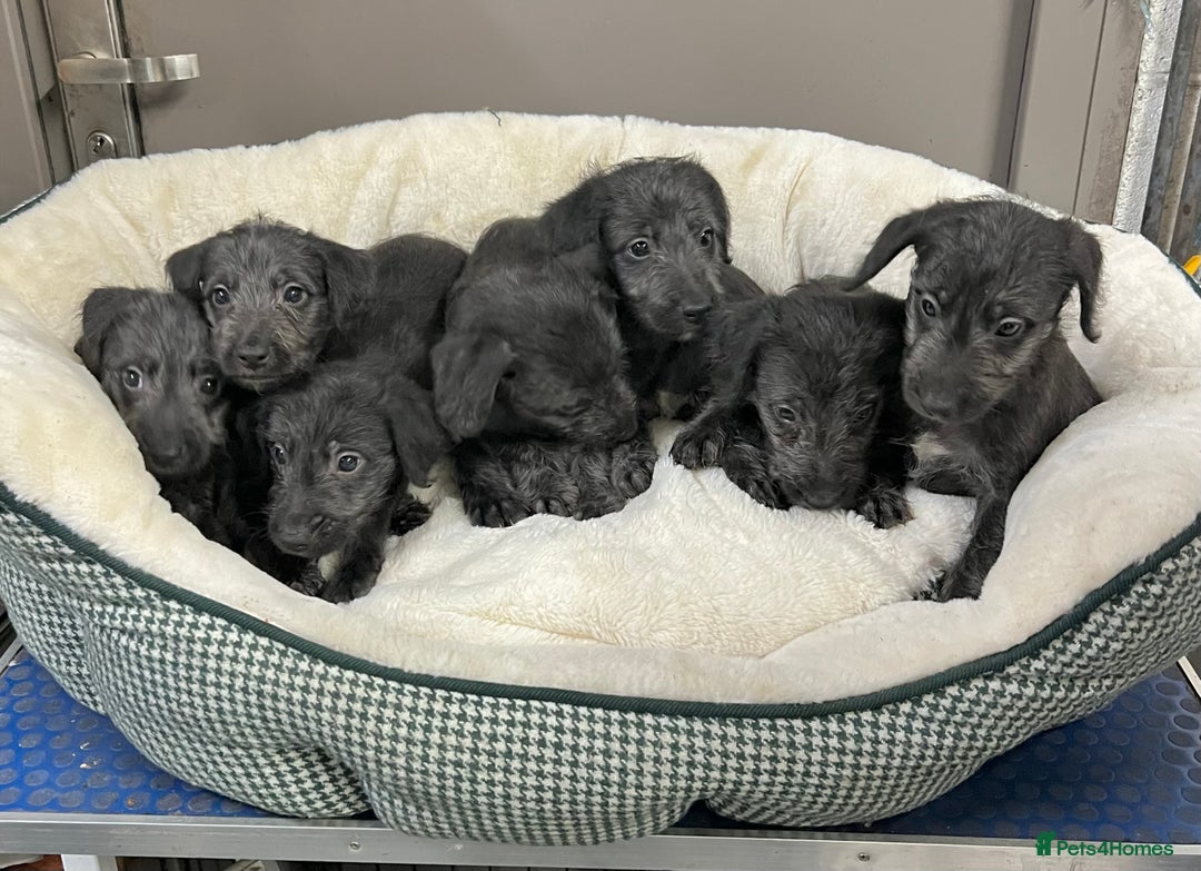 Bedlington Terrier dogs for sale: Fantastic F1 Bedlington x Whippet Puppies - Advert 3