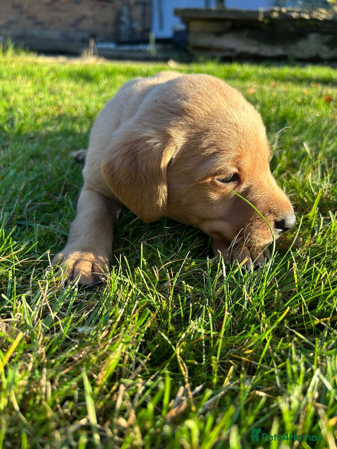 Labrador Retriever dogs for sale: Fox Red Labrador Puppies for Sale - Advert 7