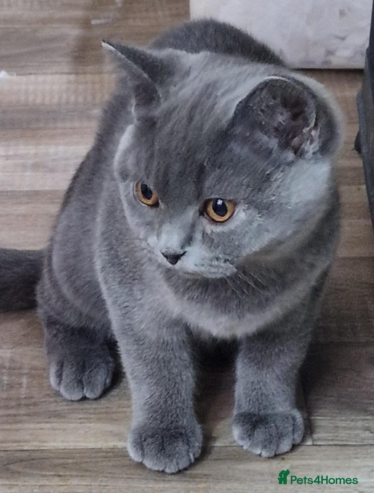British Shorthair cats Gorgeous litter British Shorthair kittens  - Advert 1