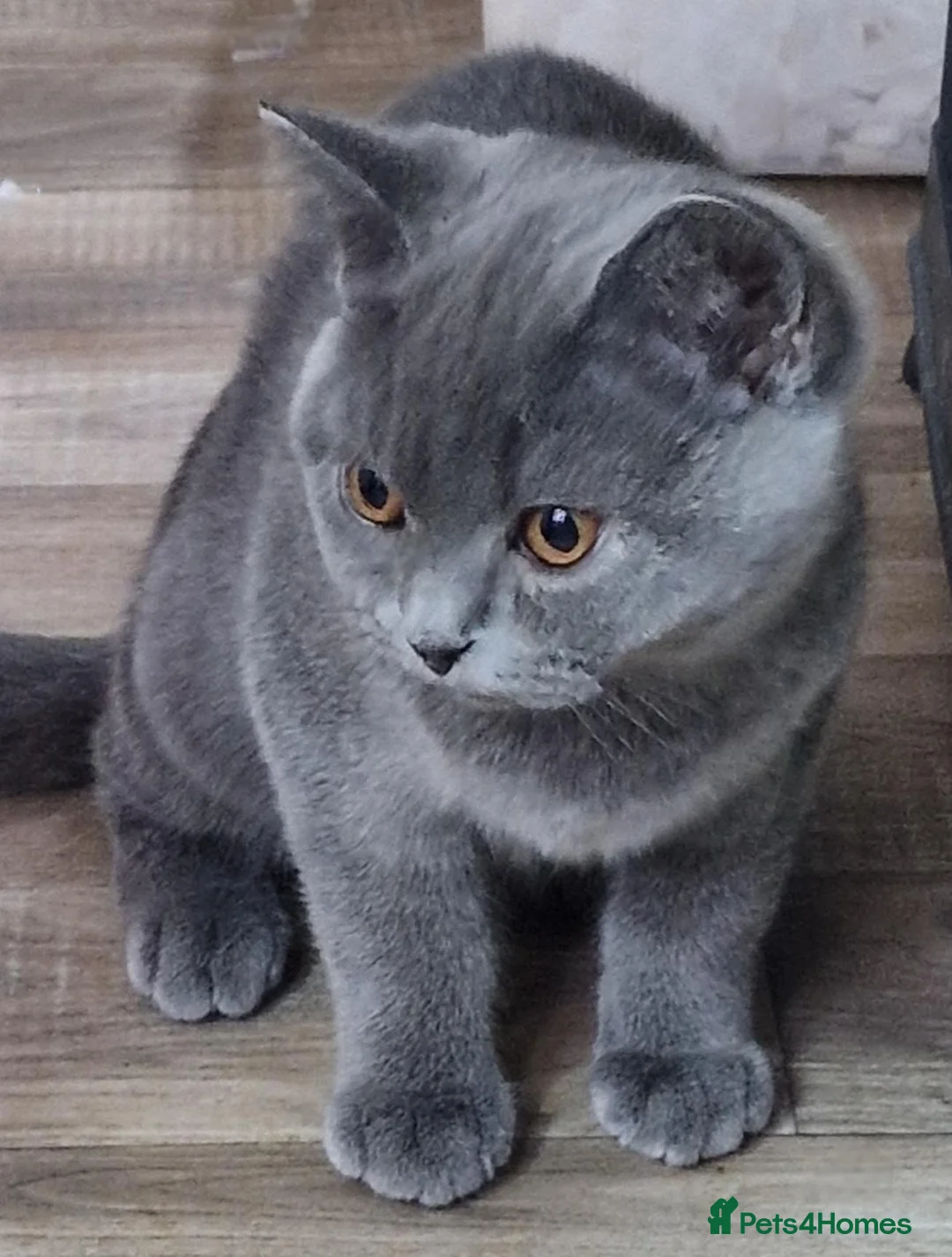 British Shorthair cats for sale: Gorgeous litter British Shorthair kittens  - Advert 1