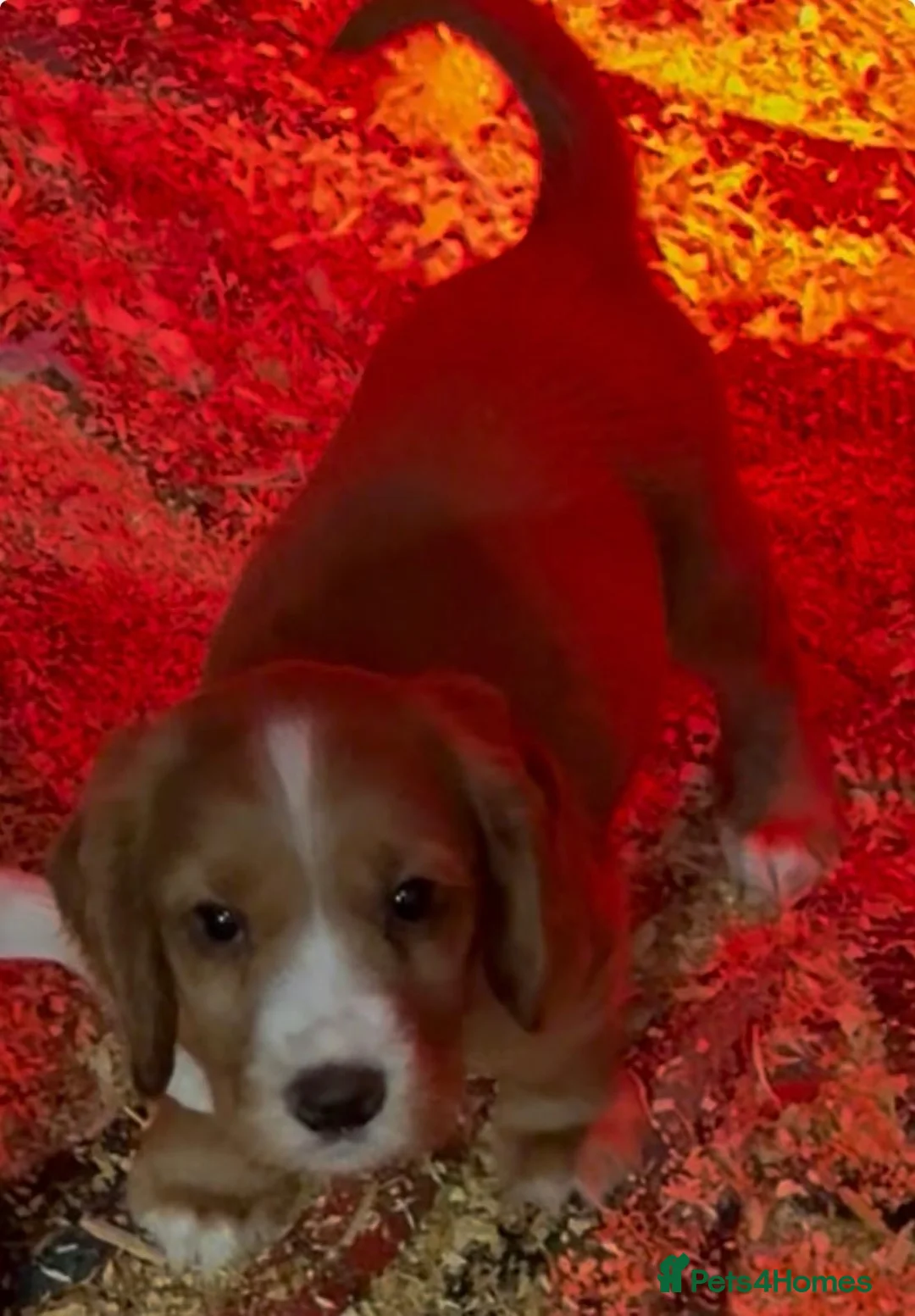 Cocker Spaniel dogs for sale: Farm bred Stunning Cocker Spaniel Puppies for sale - Advert 5