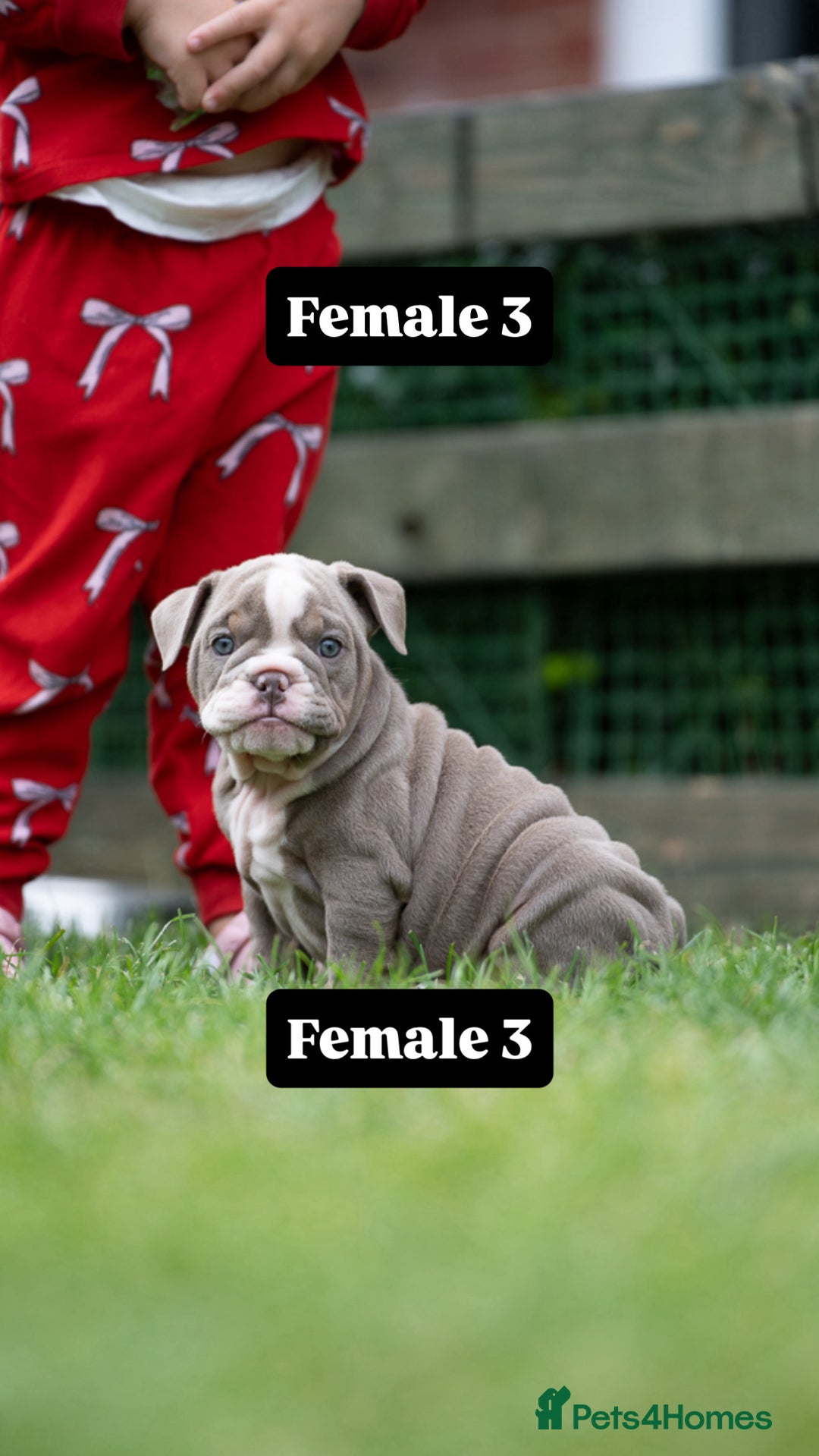 English Bulldog dogs for sale: English bulldog pups for sale  - Image 20