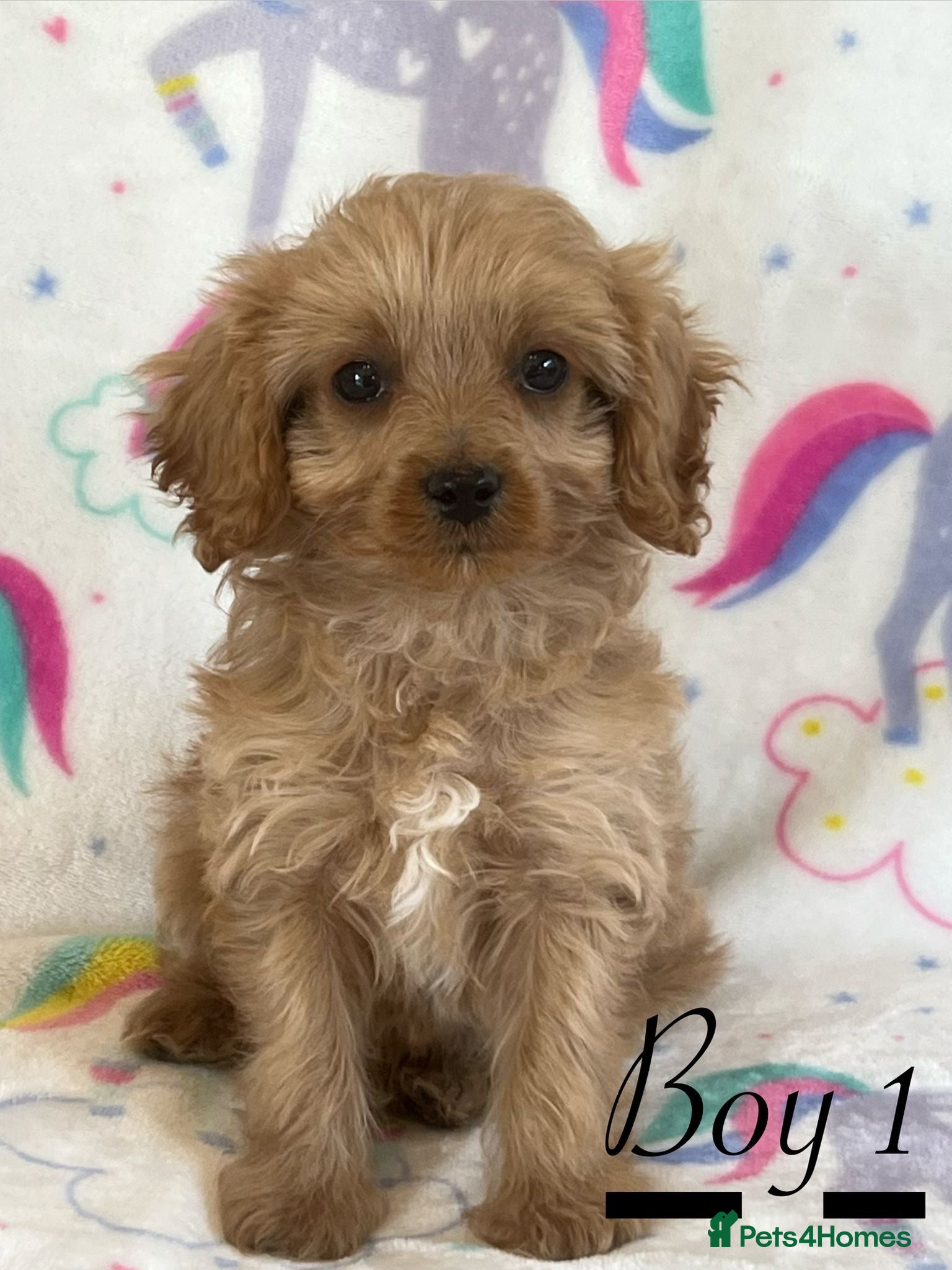 Cavapoo dogs F1 Cavapoo puppies !!! - Advert 2