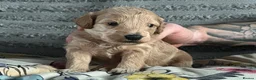 Bordoodle dogs for sale: F1b Miniature Bordoodle  - Advert 31