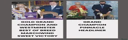 Italian Greyhound dogs for sale: Excellent all American pedigree - Advert 3