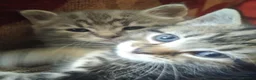 Mixed Breed cats for sale: 5 week old beautiful fluffy babies.  - Advert 6