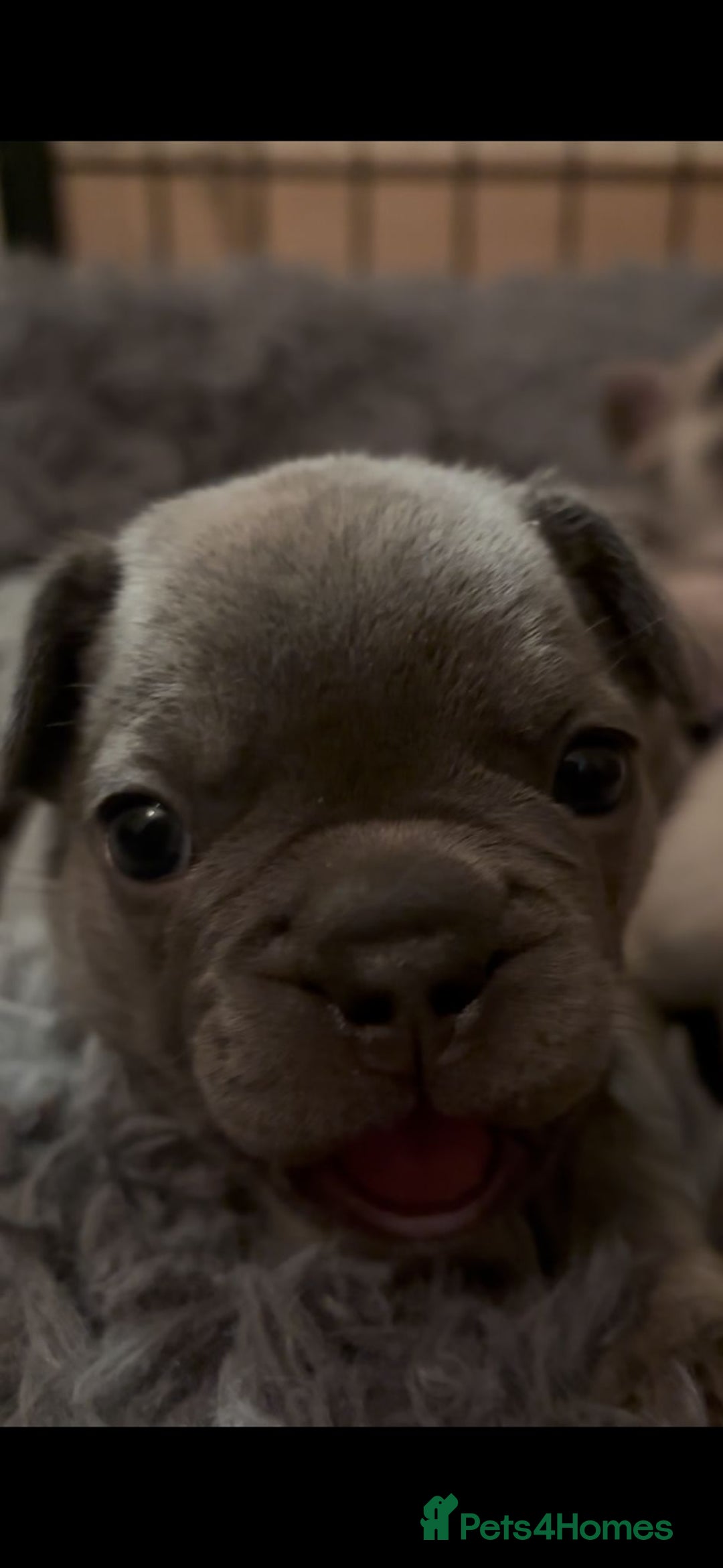 French Bulldog dogs for sale: French bulldog puppies - Advert 9