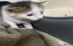 Mixed Breed cats for sale: Kitties - Image 12