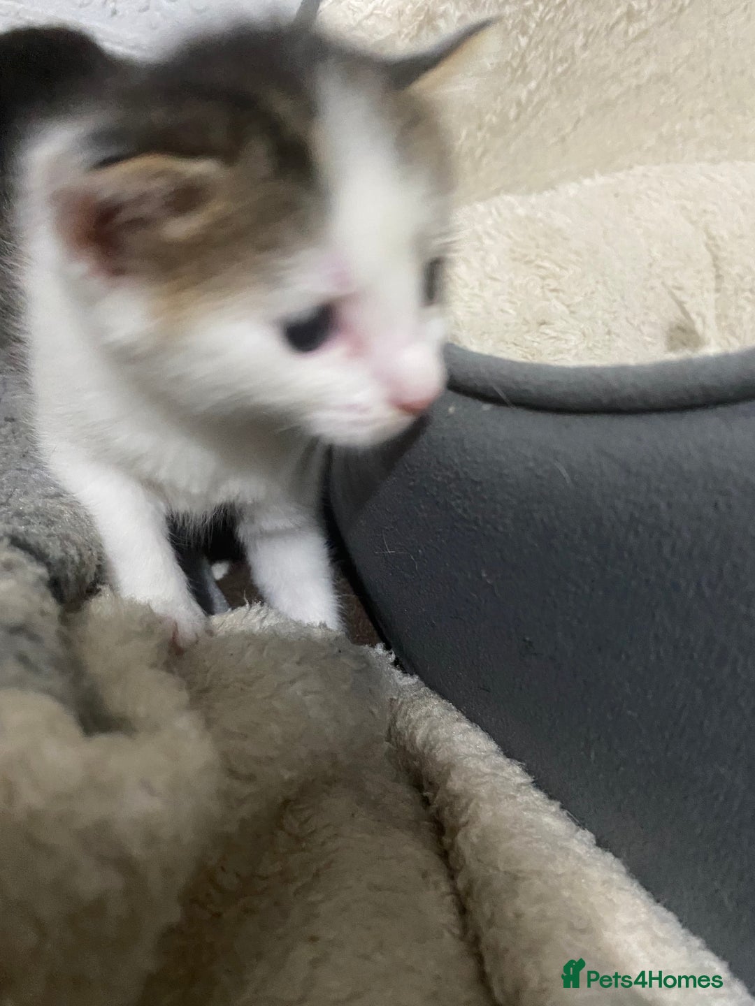 Mixed Breed cats for sale: Kitties - Image 12