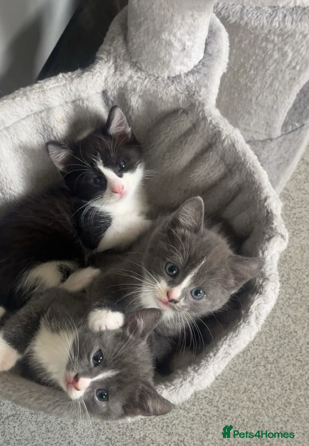 Mixed Breed cats for sale: Russian point kitten  - Advert 2