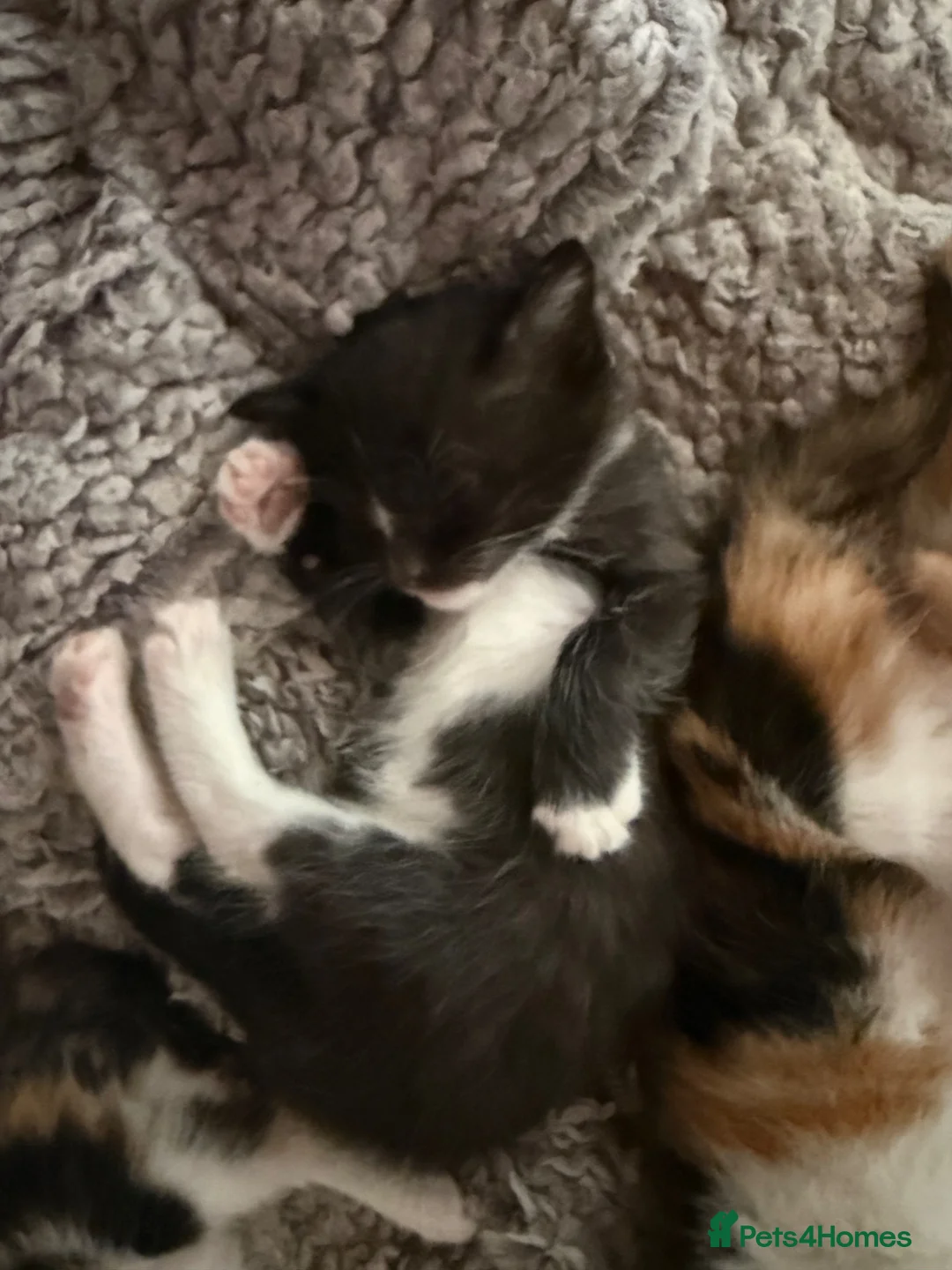 Mixed Breed cats for sale: Black and white kitten (female) - Advert 7
