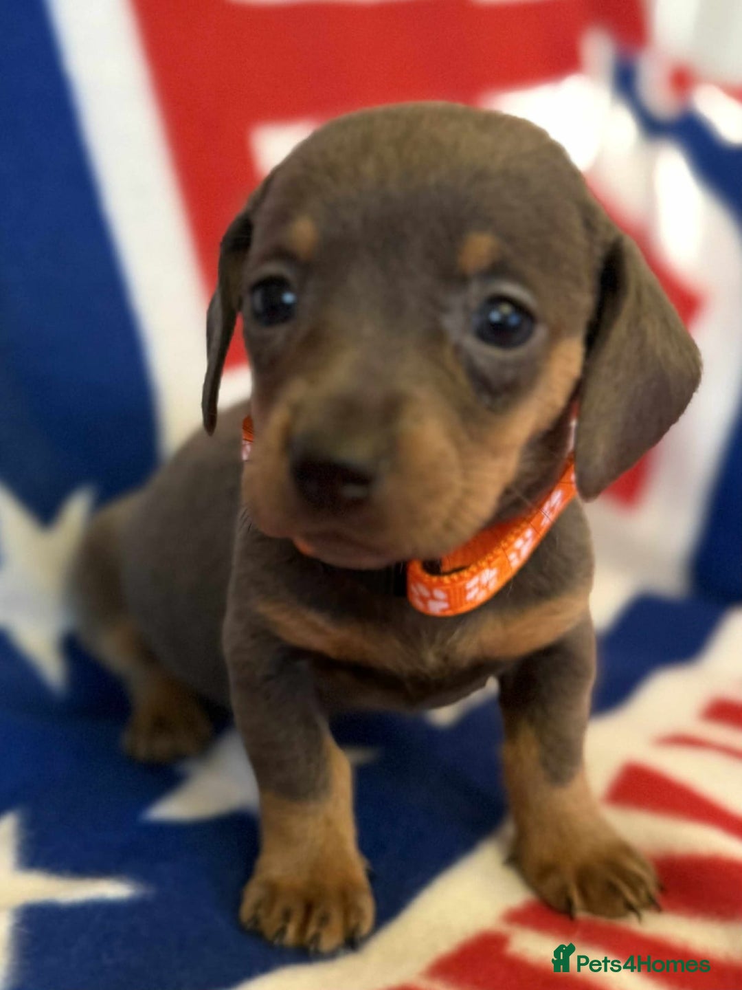 Dachshund dogs for sale: Beautiful Dachshund puppies - Advert 7