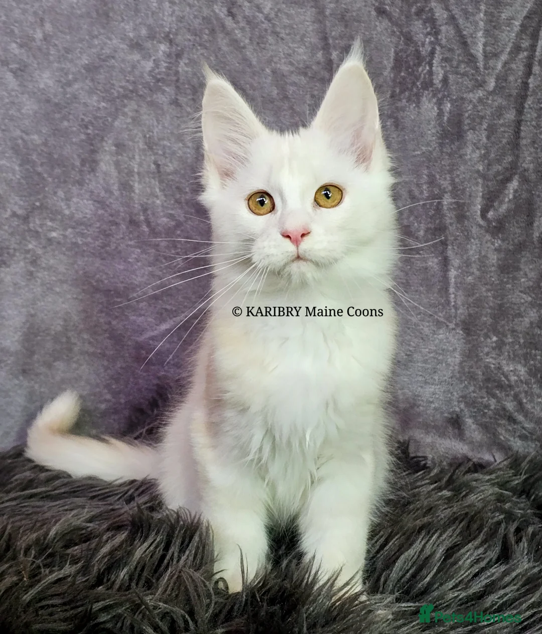 Maine Coon cats for sale: ACTIVE TICA Registered Shaded & Shaded lines - Advert 37