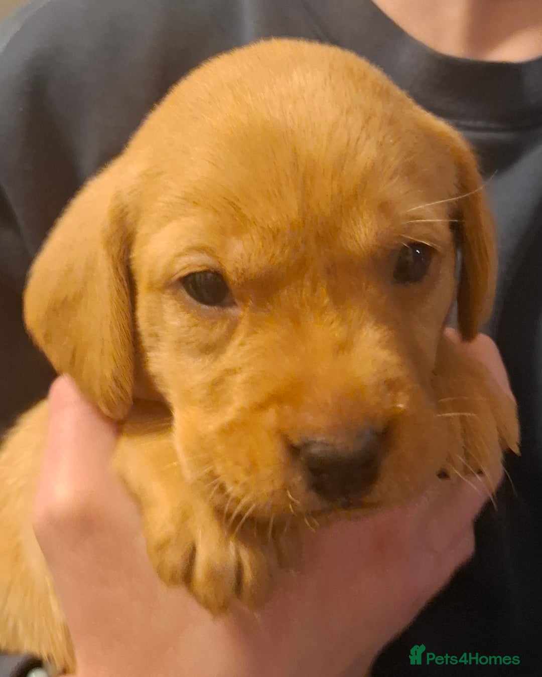 Labrador Retriever dogs for sale: ***LAST 2 BLACK & FOX RED BOYS*** - Image 6