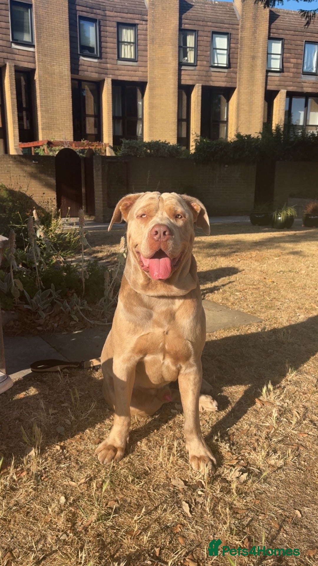 Mixed Breed dogs Working mastiff stud - Advert 3