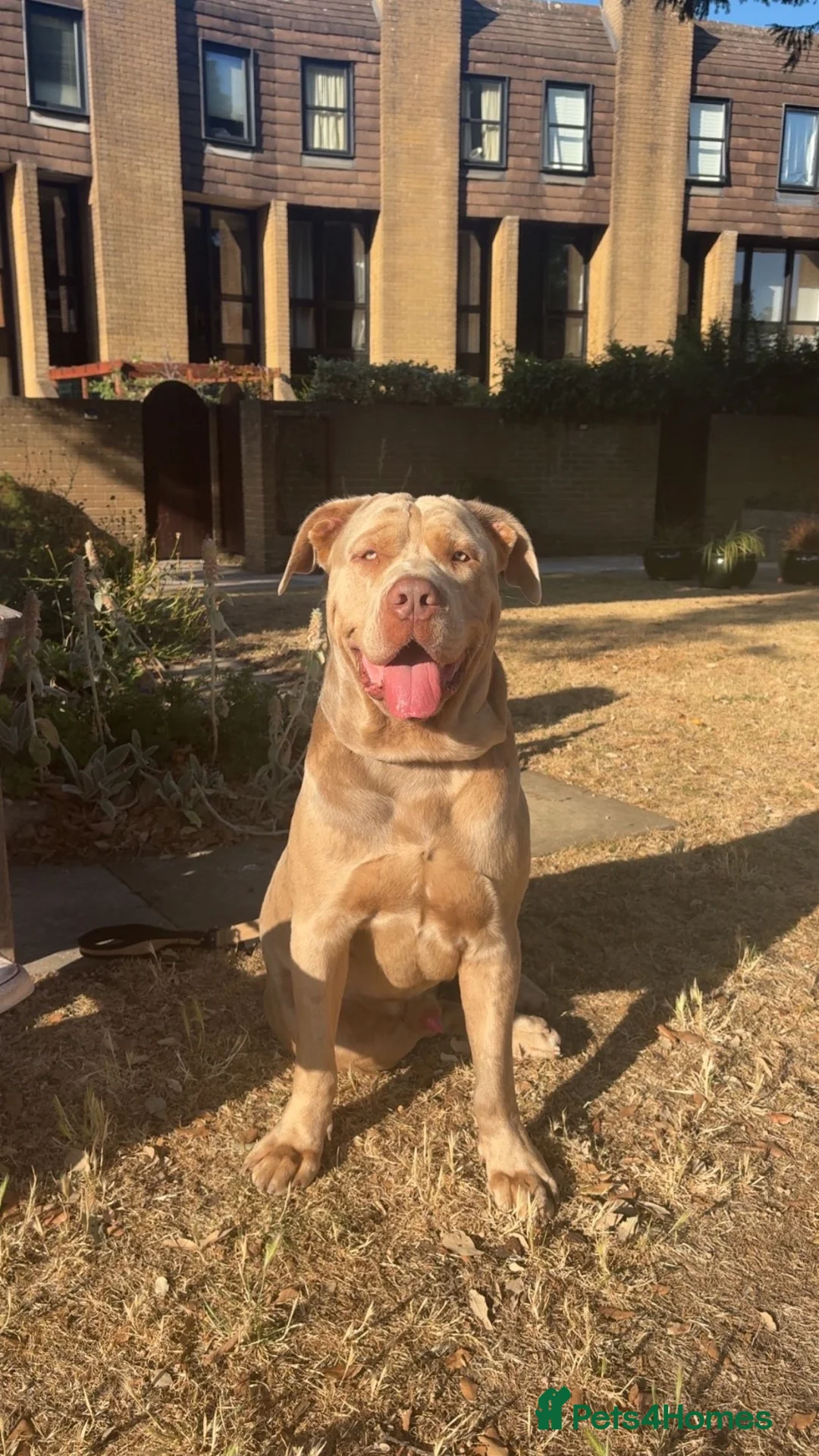 Mixed Breed dogs for stud: Working mastiff stud - Advert 1