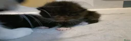 British Shorthair cats for sale: 5 beautiful kittens distinctive markings - Advert 21