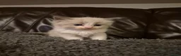 Ragdoll cats for sale: Gorgeous blue and seal ragdoll kittens - Advert 13