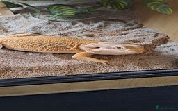 Bearded Dragon reptiles for sale: bearded dragon  - Image 1