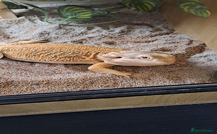 Bearded Dragon reptiles - Advert 1