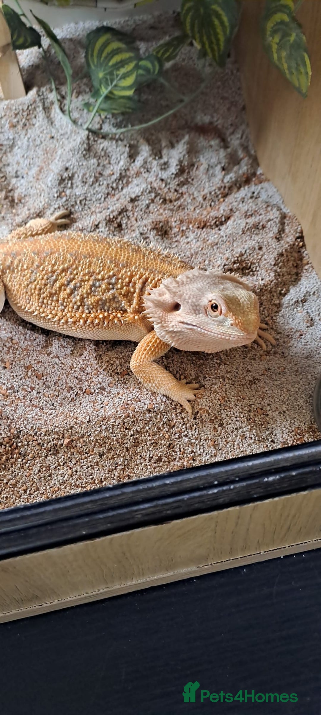 Bearded Dragon reptiles for sale: bearded dragon  - Image 1