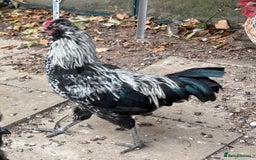 Mixed Breed livestock for sale: Cockerel - Image 2