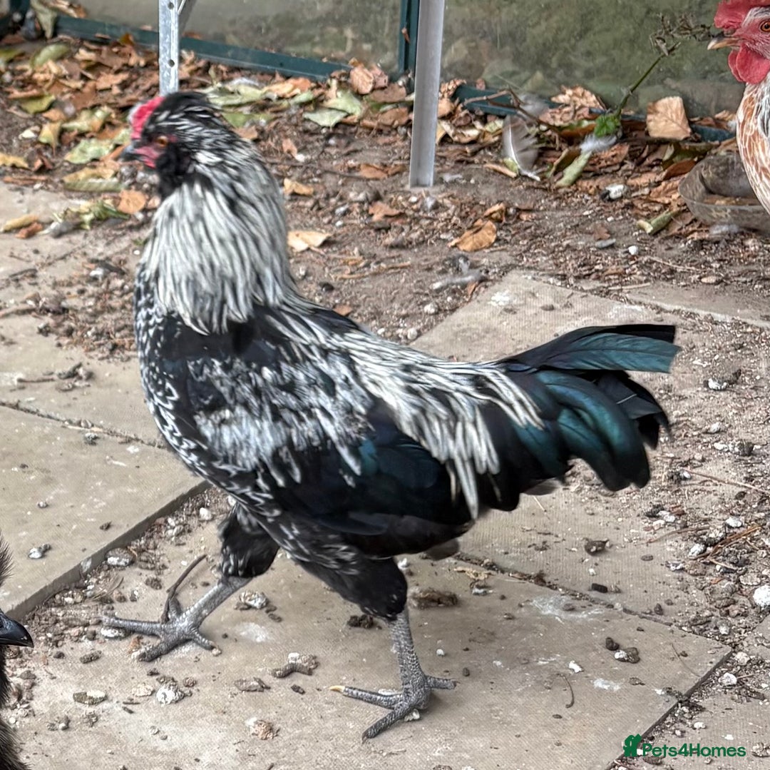 Mixed Breed livestock for sale: Cockerel - Image 2