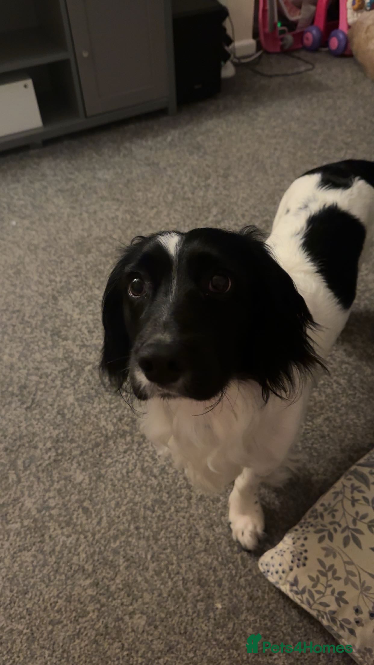 Sprocker dogs 1 Year Old Sprocker Male - Advert 8
