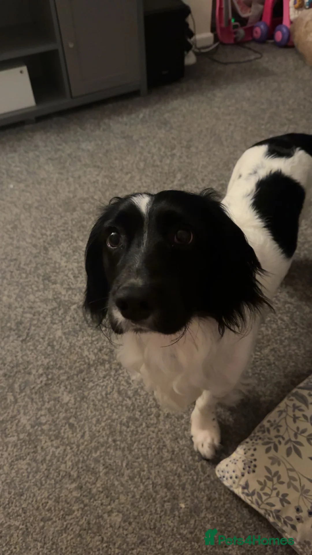Sprocker dogs for sale: 1 Year Old Sprocker Male - Advert 1