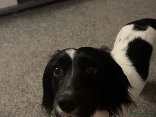 Sprocker dogs 1 Year Old Sprocker Male - Advert 8