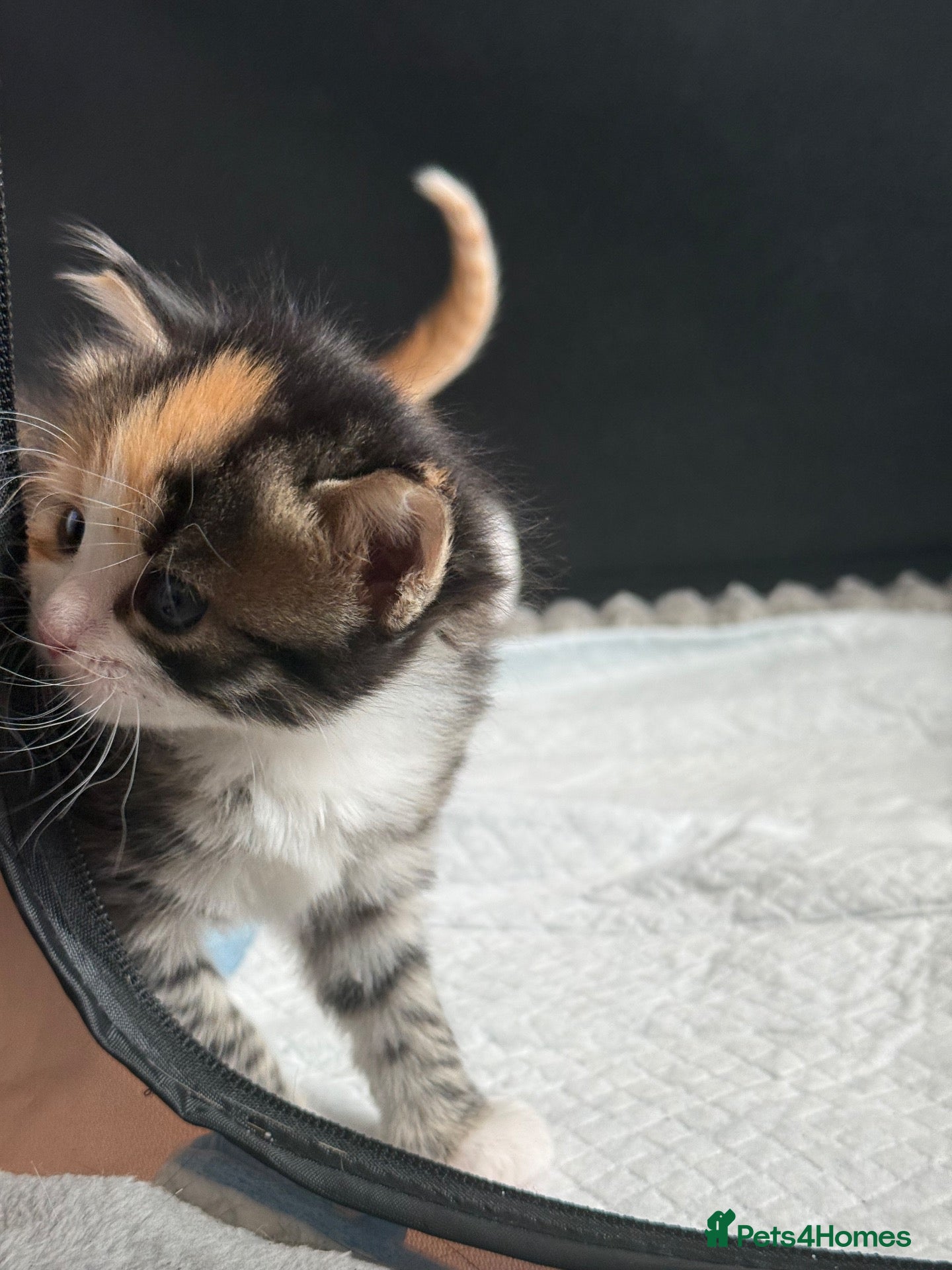 Mixed Breed cats Beautiful bengal / tabby mixed breed kittens  - Advert 1