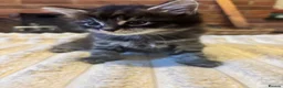 Mixed Breed cats for sale: Kittens for sale in Banbury - Advert 11