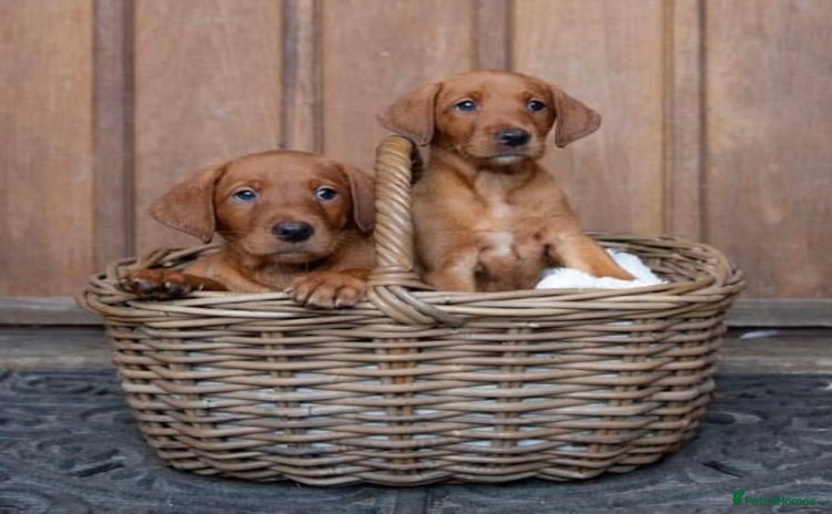 Labrador Retriever dogs - Advert 1