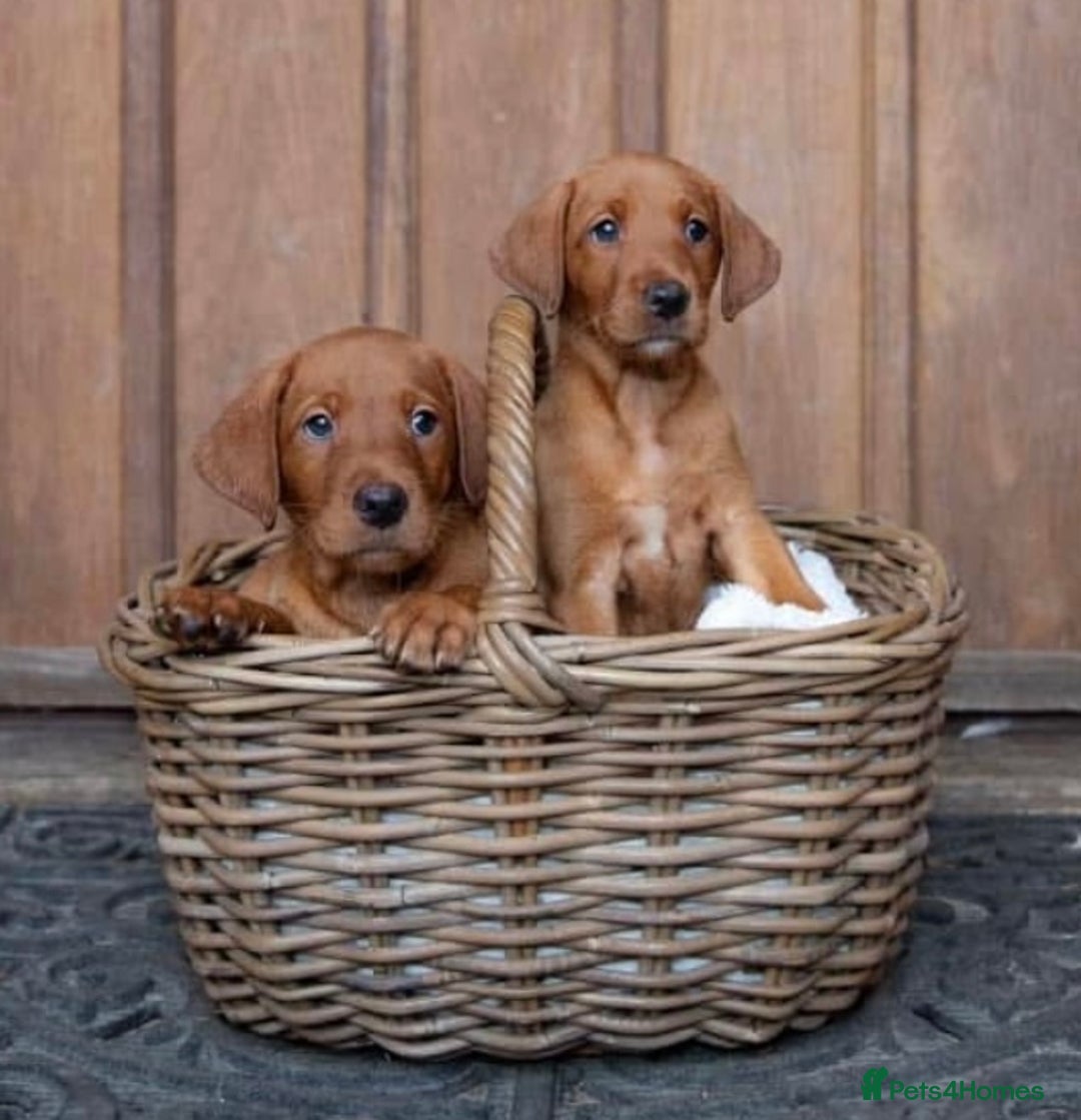 Labrador Retriever dogs for sale: KC Stunning dark fox red labrador puppies - Image 1