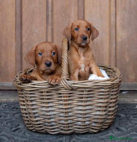 Labrador Retriever dogs - Advert 2