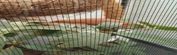 Chameleon reptiles for sale: Female panther chameleon with set up - Advert 2