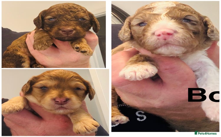 Cockapoo dogs - Advert 14