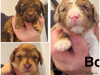 Cockapoo dogs - Advert 13