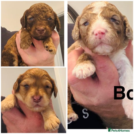 Cockapoo dogs - Advert 1