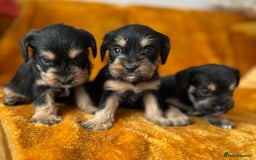 Mixed Breed dogs for sale: SCHNAVALIER PUPPIES  - Image 3
