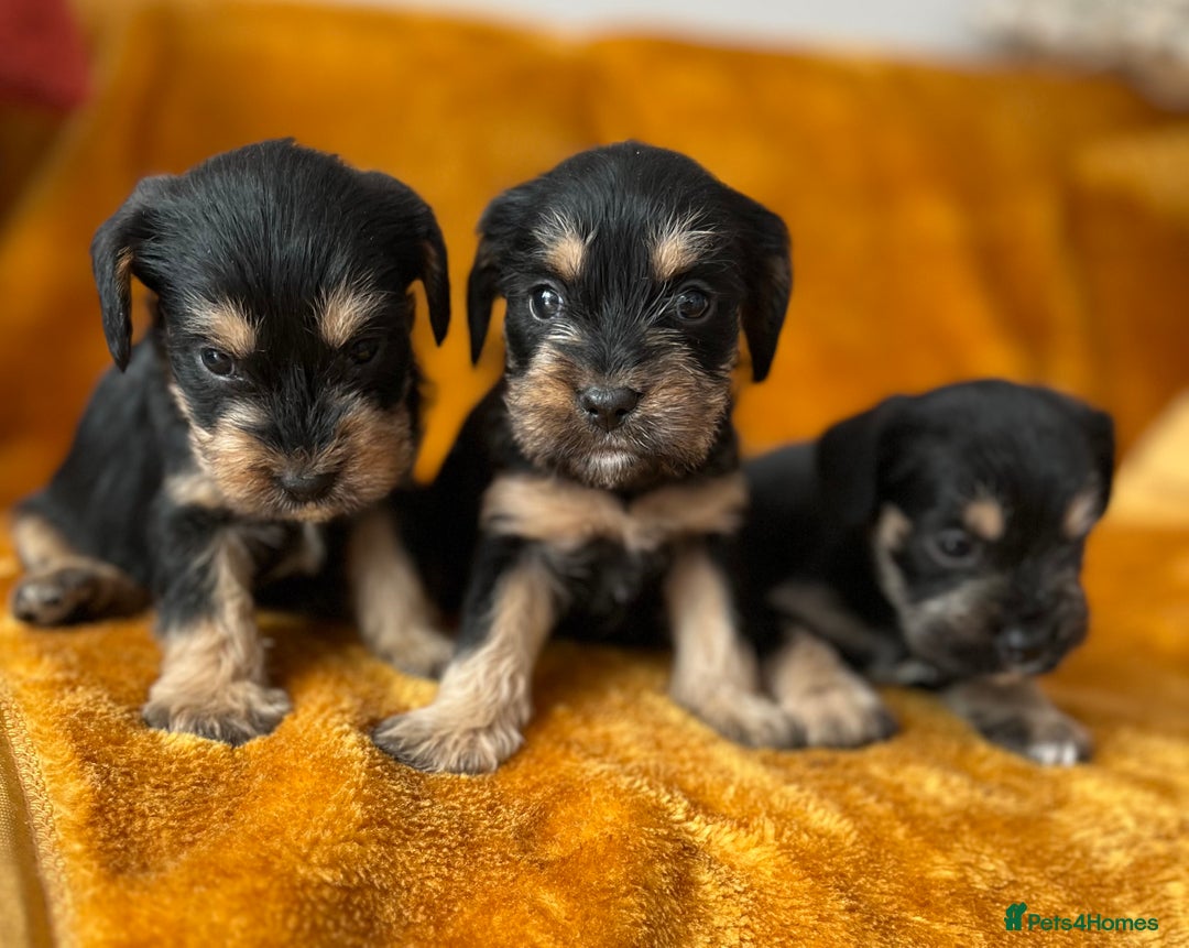 Mixed Breed dogs for sale: SCHNAVALIER PUPPIES  - Image 3