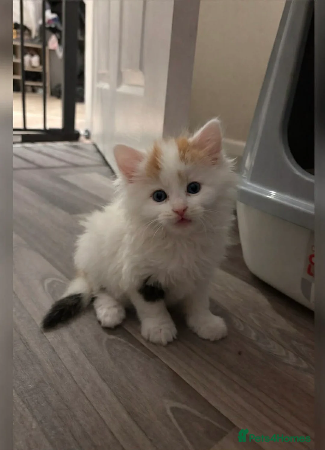 Turkish Van cats for sale: £30 14 weeks kitten Turkish Van kitten  - Advert 1