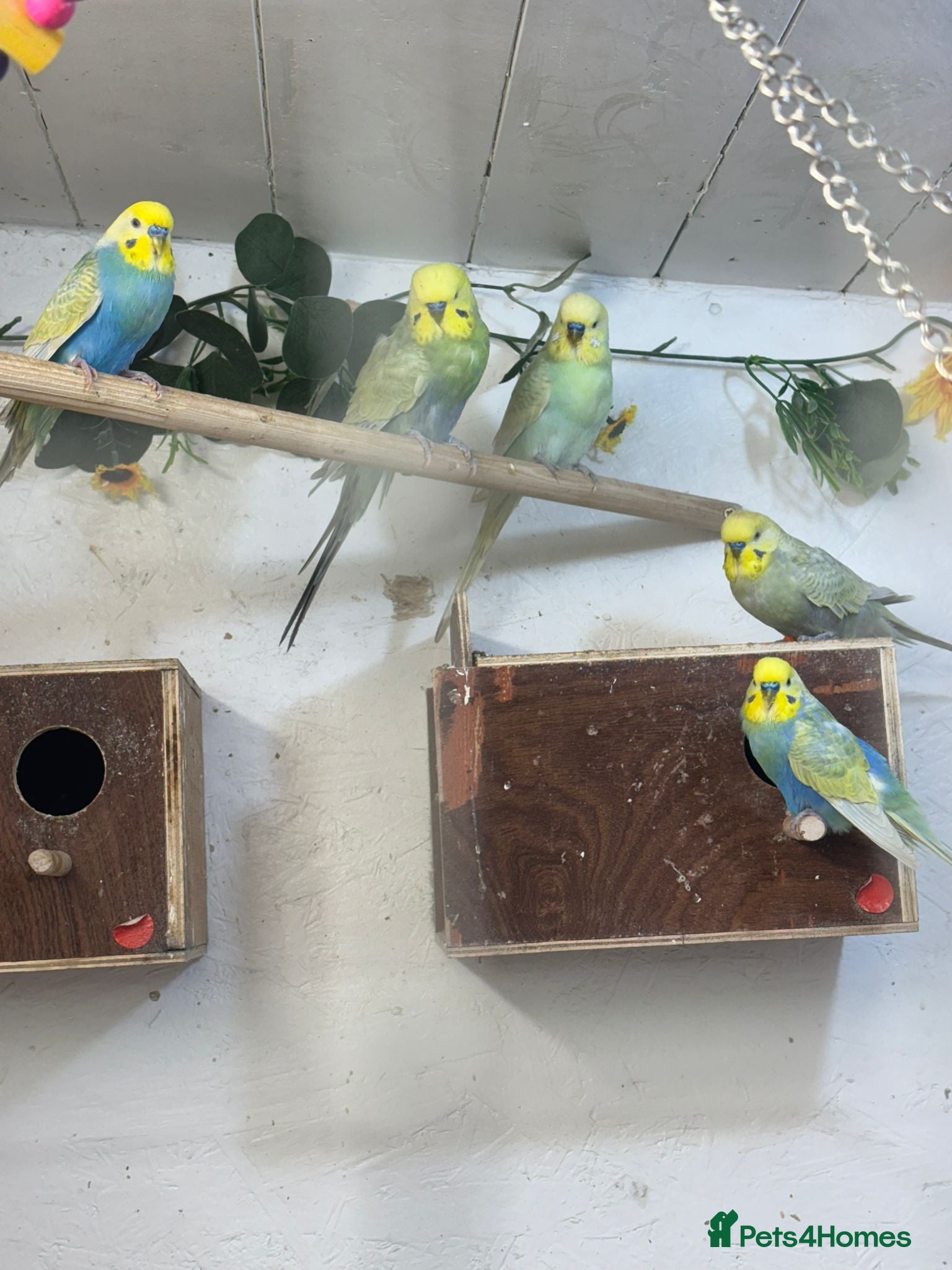 Budgerigars birds ***Closing down aviary*** - Advert 7