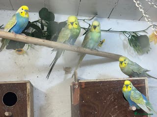 Budgerigars birds ***Closing down aviary*** - Advert 12
