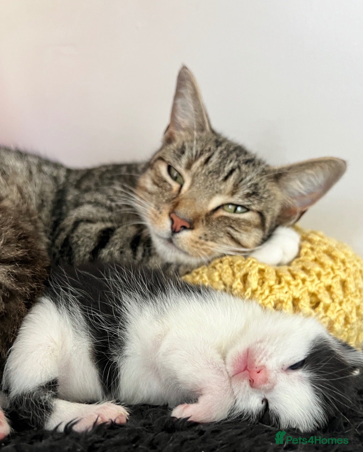 Mixed Breed cats for sale: fluffy girl kittens - ready to leave 8th december* - Advert 4