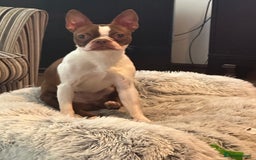 Boston Terrier dogs for sale: Boston Terrier for Sale - Image 1