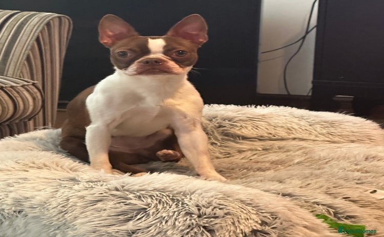 Boston Terrier dogs - Advert 2